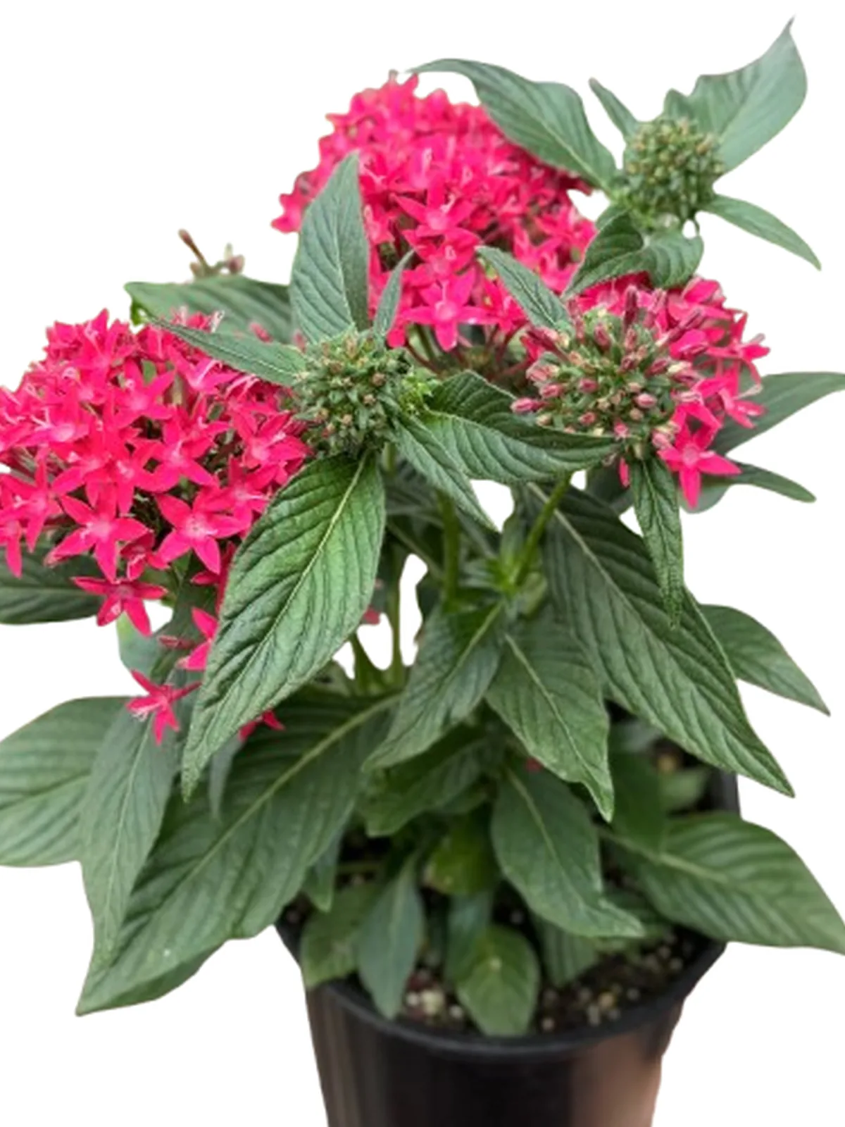 Pentas Red — square crop