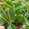 Peperomia 'Angulata' houseplant