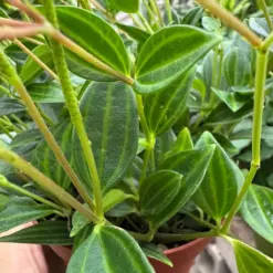Peperomia 'Angulata' houseplant