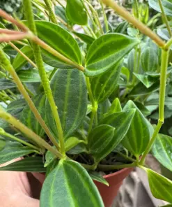 Peperomia 'Angulata' houseplant