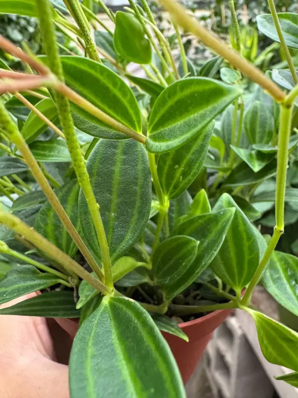 Peperomia 'Angulata' houseplant