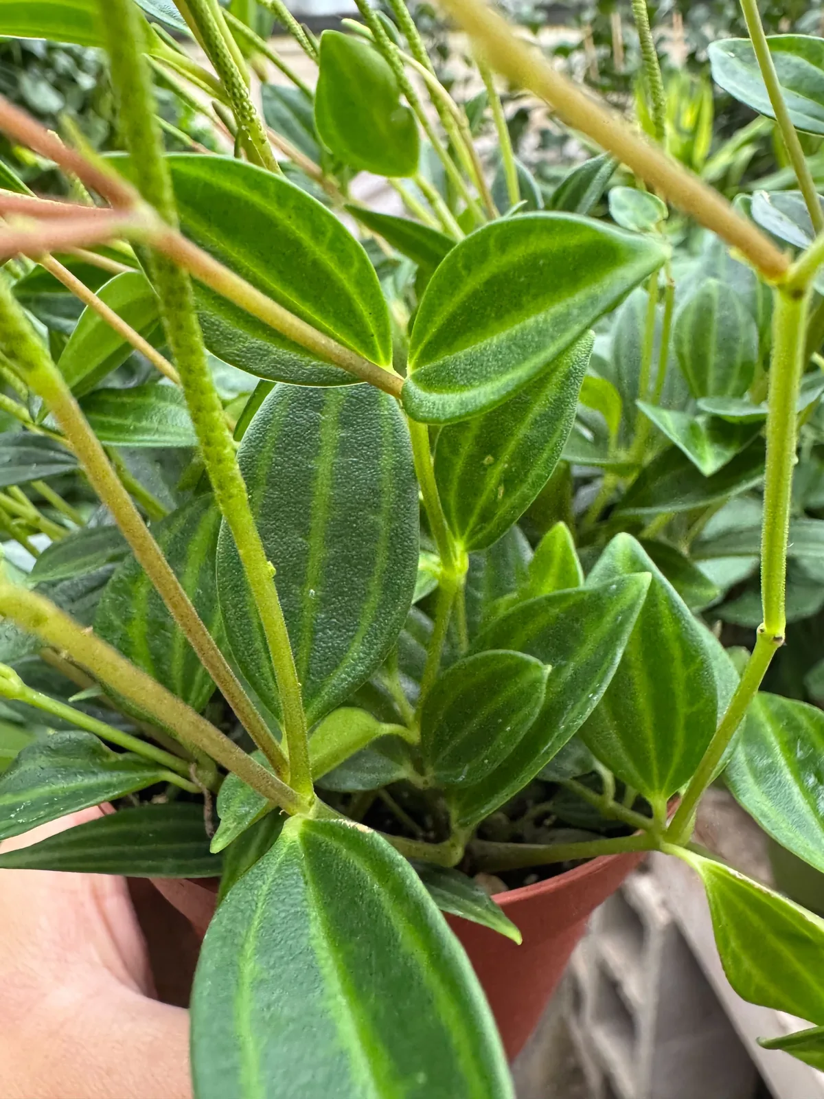Peperomia 