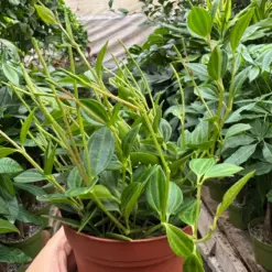Peperomia 'Angulata' — additional view