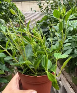 Peperomia 'Angulata' — additional view