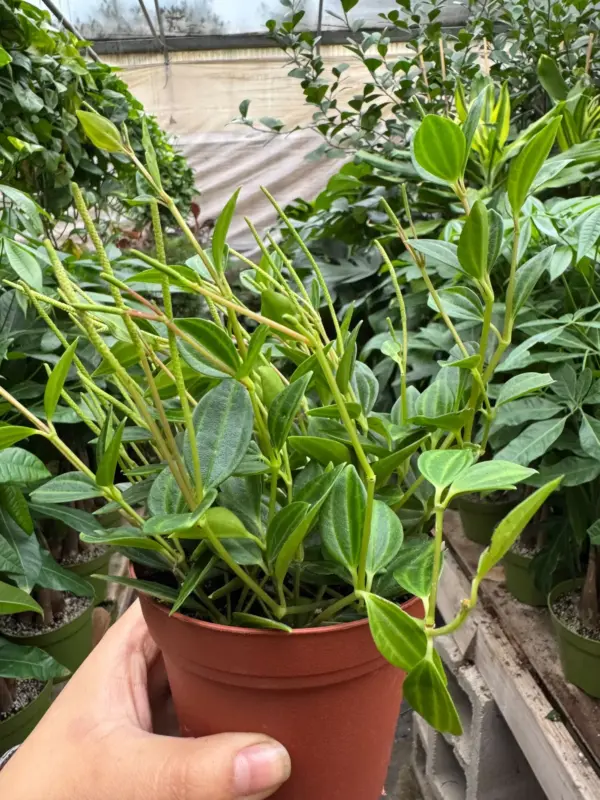 Peperomia 'Angulata' — additional view