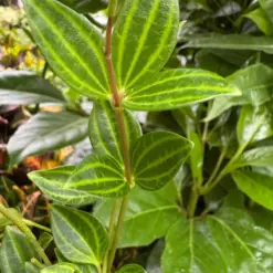 Peperomia 'Angulata' — additional view