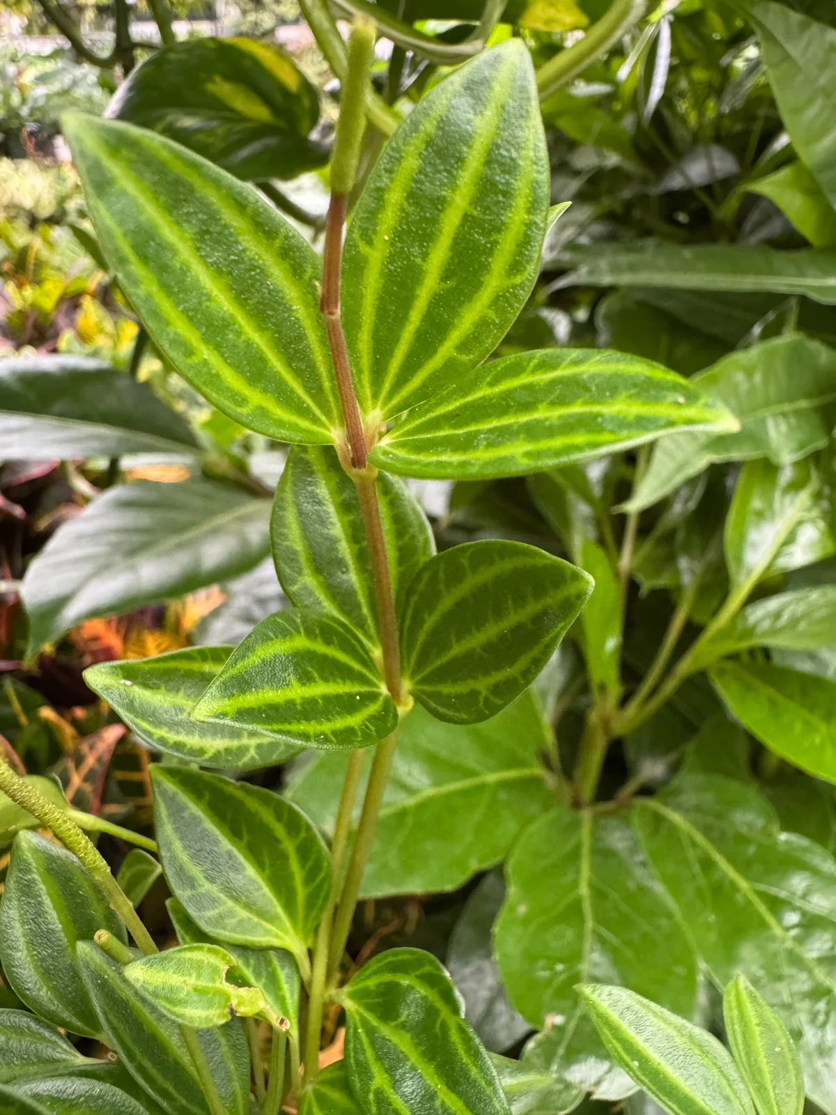 Peperomia 