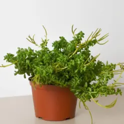 Peperomia 'Axillaris' houseplant