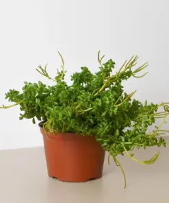 Peperomia 'Axillaris' houseplant