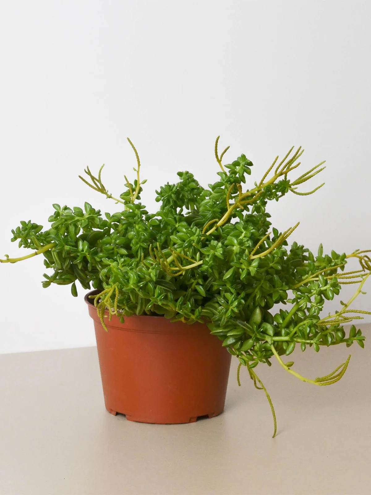 Peperomia 