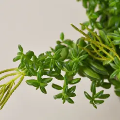 Peperomia 'Axillaris' — additional view