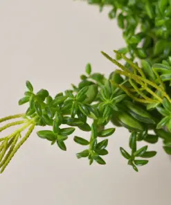 Peperomia 'Axillaris' — additional view