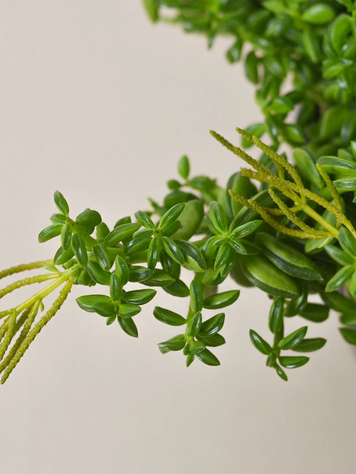 Peperomia 