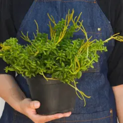 Peperomia 'Axillaris' — additional view