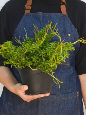 Peperomia 'Axillaris' — additional view