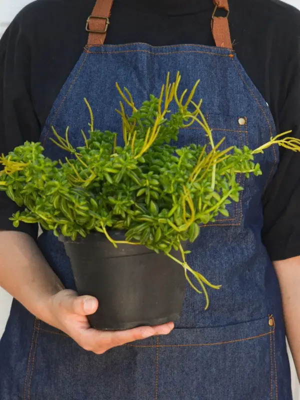 Peperomia 'Axillaris' — additional view