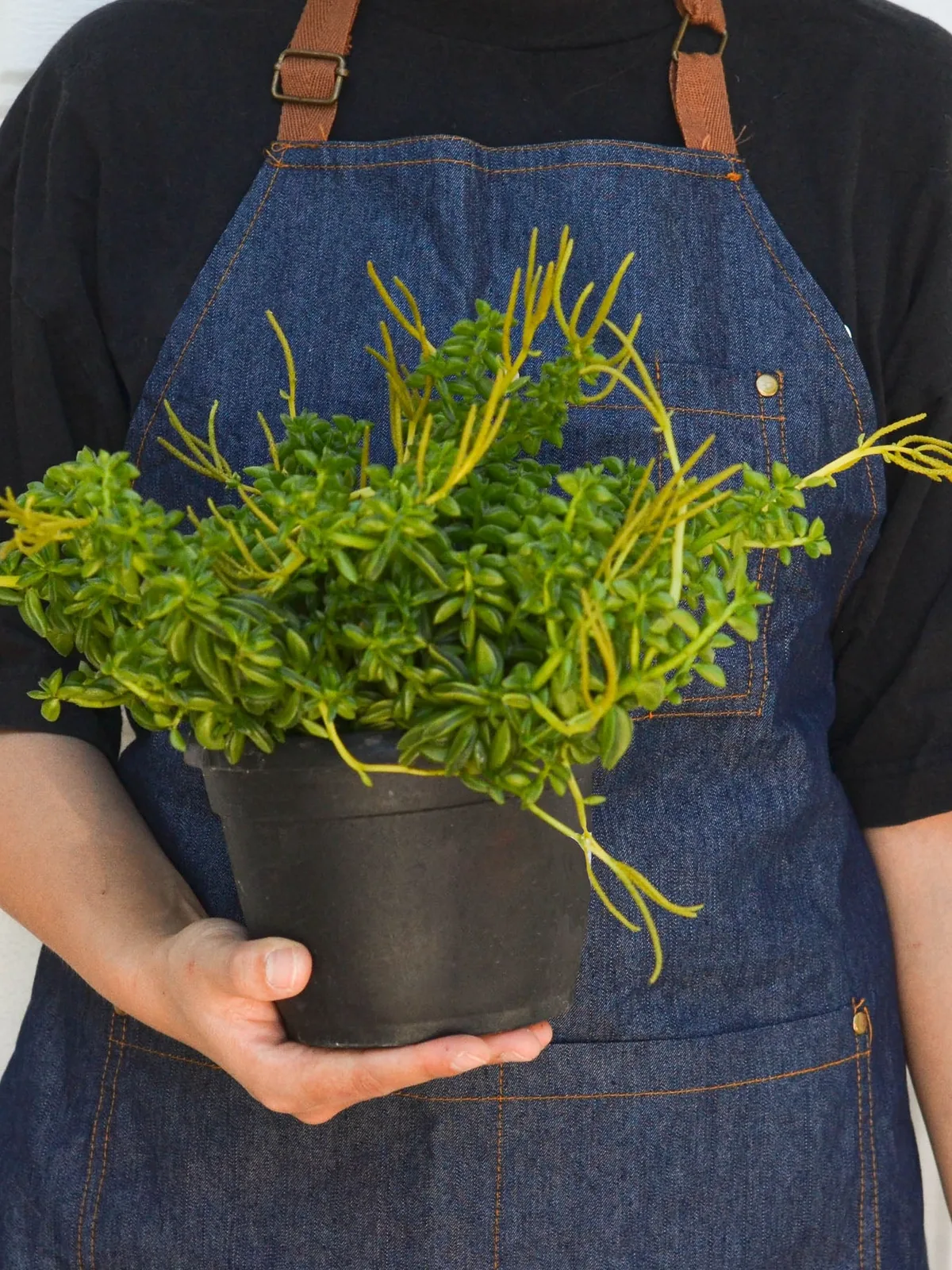 Peperomia 