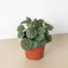 Peperomia 'Burbella' houseplant