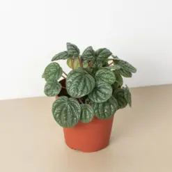 Peperomia 'Burbella' houseplant