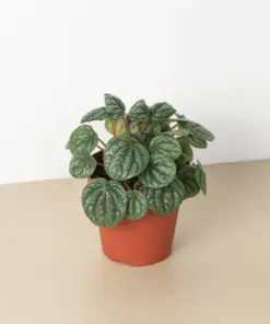 Peperomia 'Burbella' houseplant