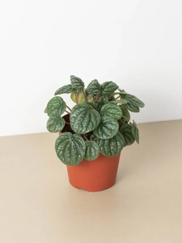 Peperomia 'Burbella' houseplant