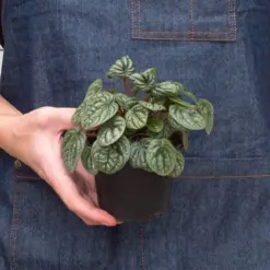 Peperomia 'Burbella' — additional view
