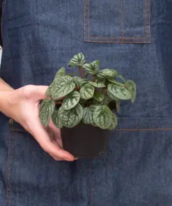 Peperomia 'Burbella' — additional view