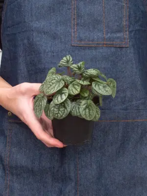 Peperomia 'Burbella' — additional view