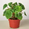 Peperomia 'Ripple' Caperata houseplant