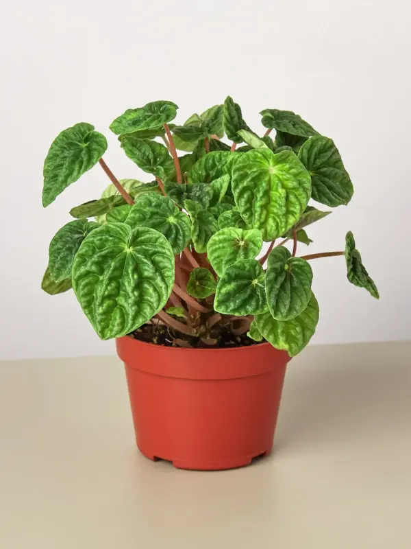 Peperomia 'Ripple' Caperata houseplant