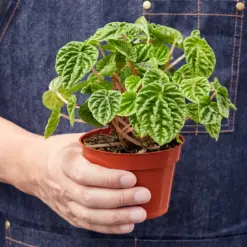 Peperomia 'Ripple' Caperata — additional view