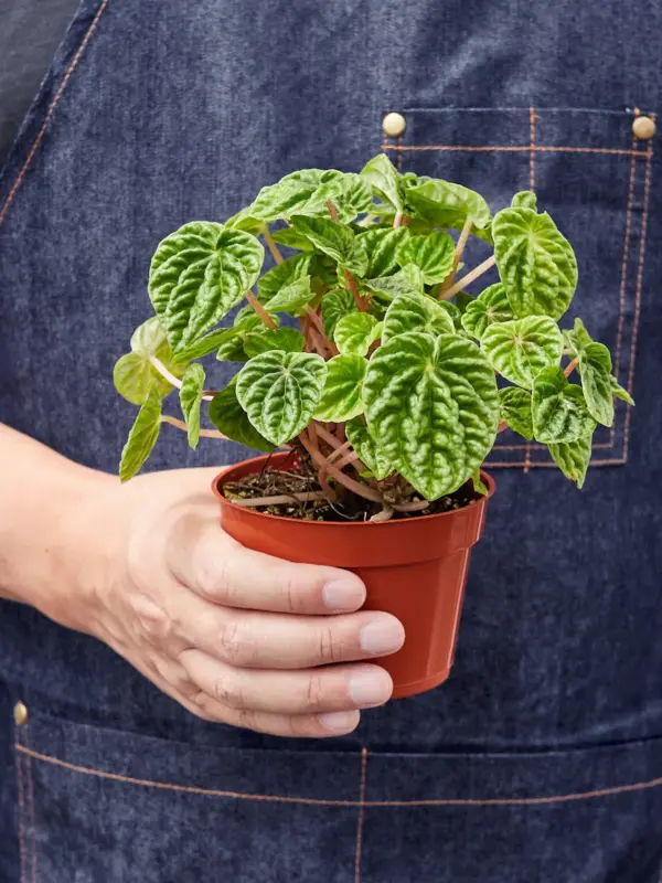 Peperomia 'Ripple' Caperata — additional view