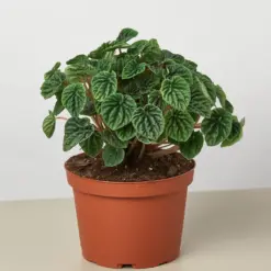 Peperomia 'Ripple' Caperata — additional view