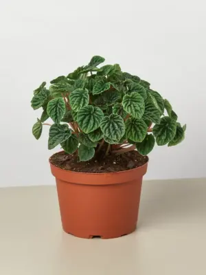 Peperomia 'Ripple' Caperata — additional view