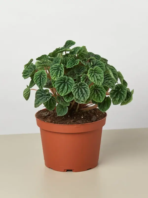 Peperomia 'Ripple' Caperata — additional view