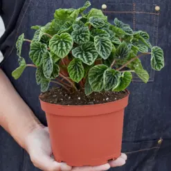 Peperomia 'Ripple' Caperata — additional view