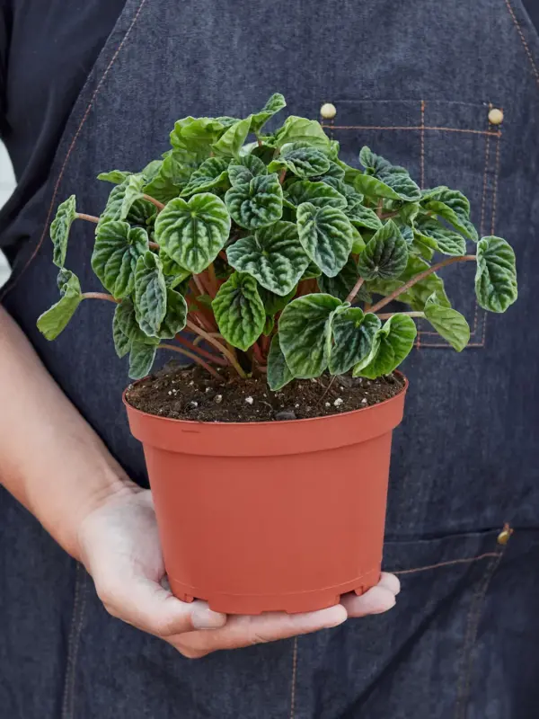 Peperomia 'Ripple' Caperata — additional view