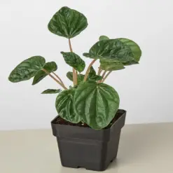 Peperomia 'Ripple' Caperata — additional view