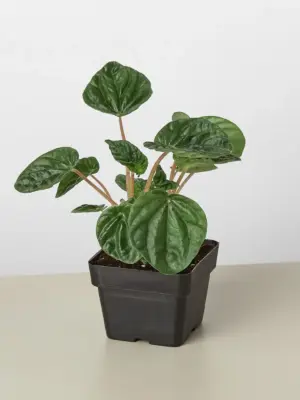 Peperomia 'Ripple' Caperata — additional view