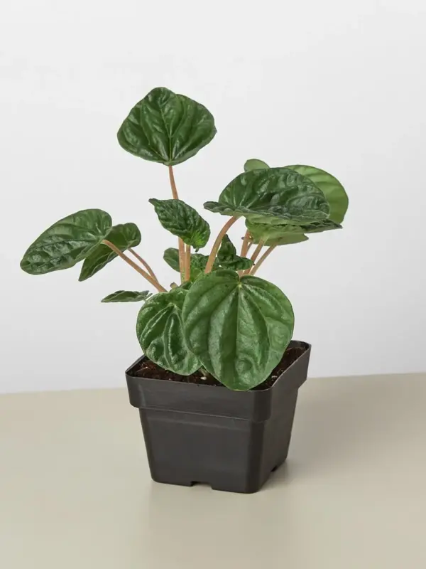 Peperomia 'Ripple' Caperata — additional view
