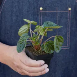 Peperomia 'Ripple' Caperata — additional view