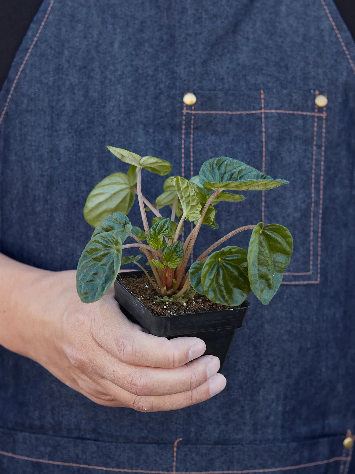 Peperomia 