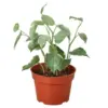 Peperomia 'Cupid' houseplant