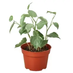 Peperomia 'Cupid' houseplant