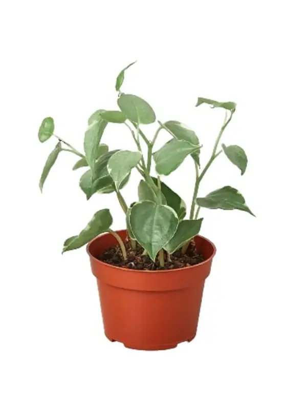 Peperomia 'Cupid' houseplant