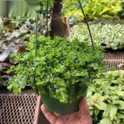 Peperomia Deppeana houseplant