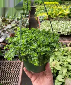 Peperomia Deppeana houseplant