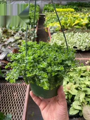 Peperomia Deppeana houseplant