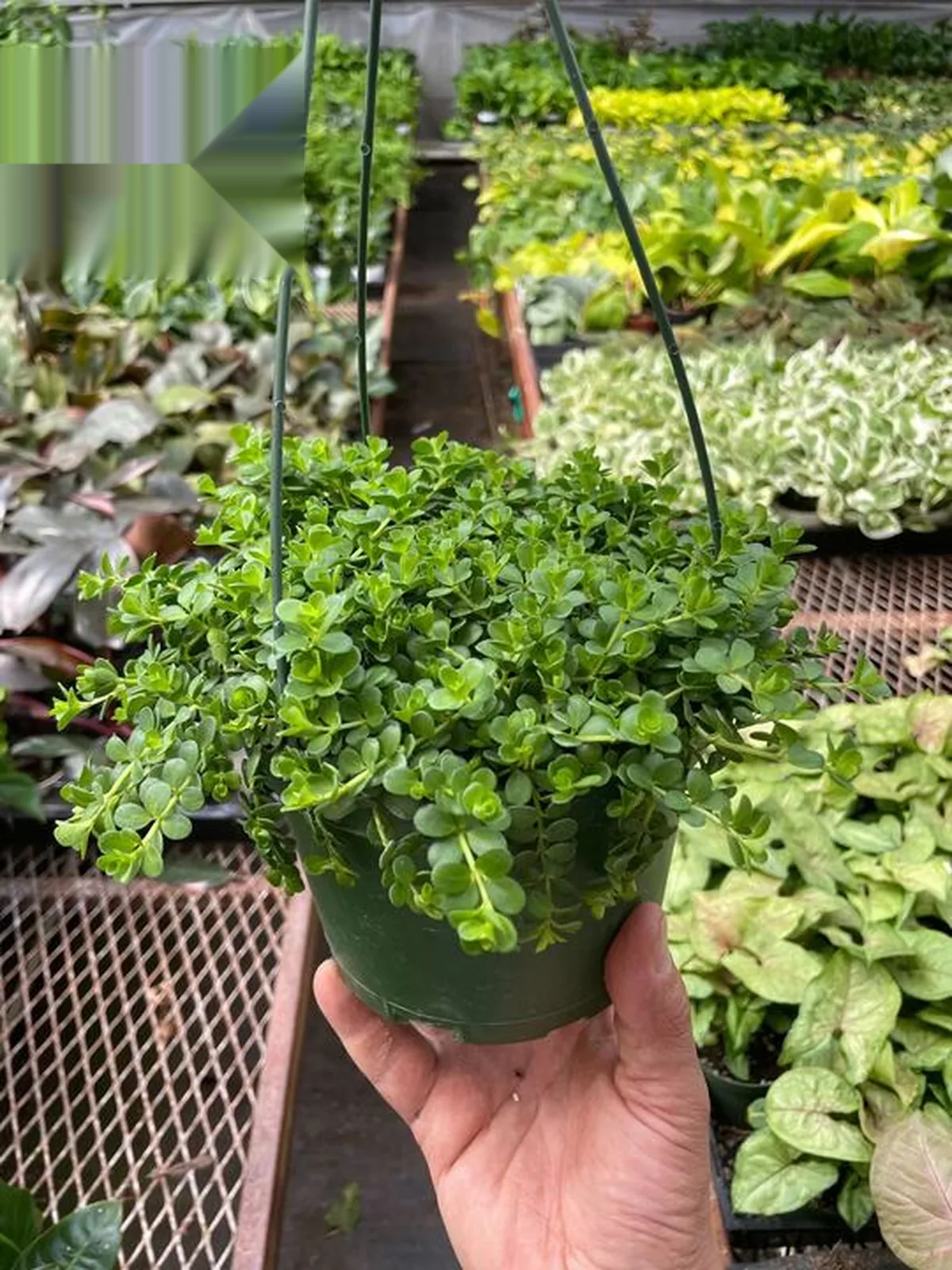 Peperomia Deppeana houseplant