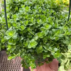 Peperomia Deppeana — additional view